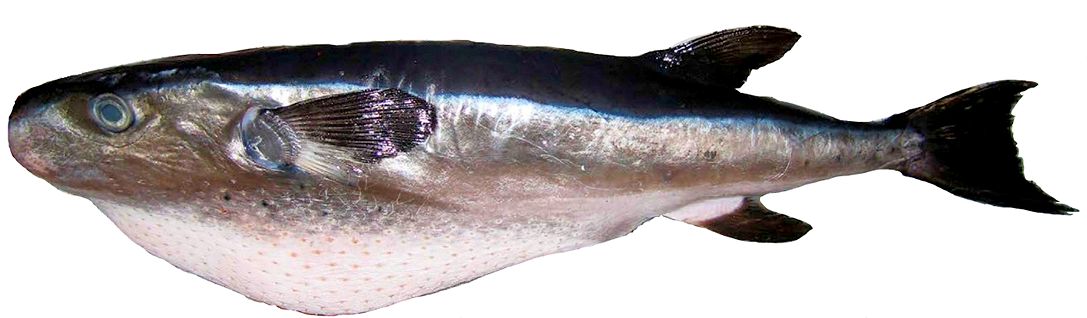Lagocephalus lagocephalus_03.jpg